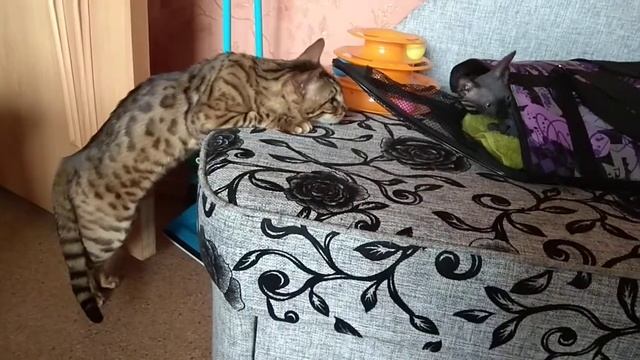 В нашем доме появился малыш! Третий котик! смотреть онлайн