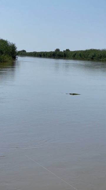 Жерех играет🔥#жерех #рыбалкавастраханскойобласти #рыбалка #трофей #рыбамоеймечты смотреть онлайн