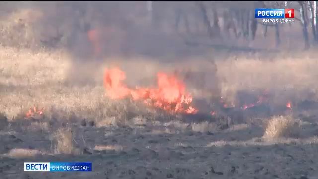 Полный запрет на посещение лесов ввели в ЕАО смотреть онлайн