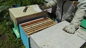 Состояние шестирамочника через 10 дней после деления