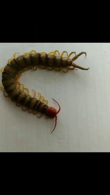 Centipede (Chilopoda) смотреть онлайн