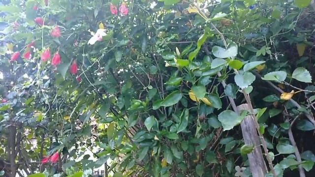 Hibiscus Plants in my garden смотреть онлайн