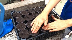 Сажаем розетки КЛУБНИКИ в стаканы - Простой способ №2