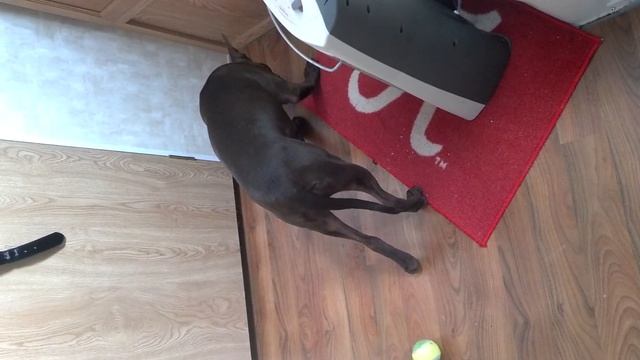 Maggie May and the mandarin orange смотреть онлайн