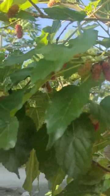mulberry #mulberryfruit #mulberrytree смотреть онлайн