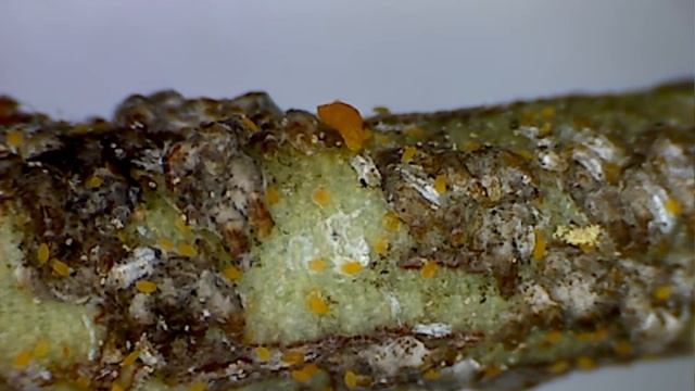Euonymus Scale Crawlers смотреть онлайн