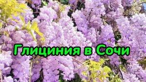 В Сочи цветёт Глициния. Песня про глицинию. Глициния в Сочи.