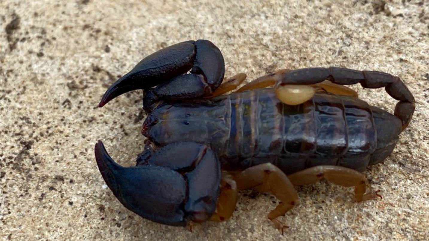 Дикий Мадагаскар. Животные нацпарка Исало. Кого можно встретить на тропе. смотреть онлайн