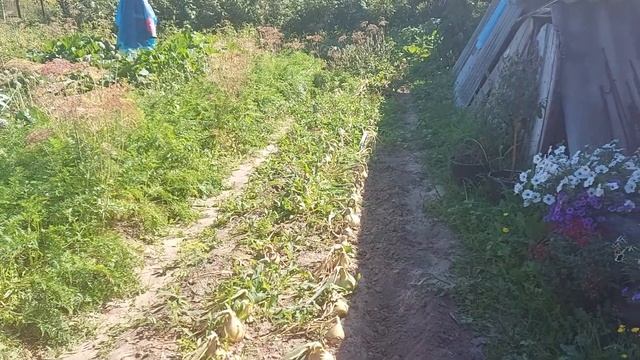 Убрала лук Эксибишен. смотреть онлайн