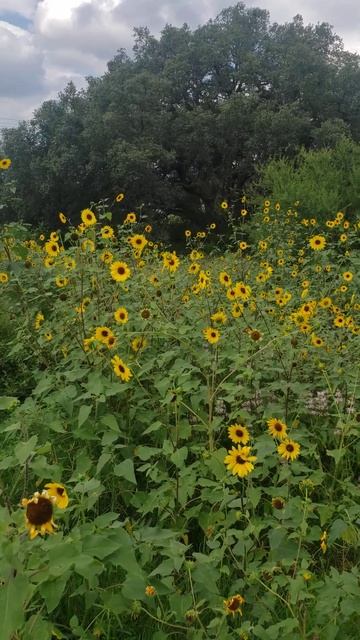 pretty wild sunflower patch 🌻 смотреть онлайн