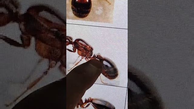 Como saber que clase de reina tengo🔴Solenopsis смотреть онлайн