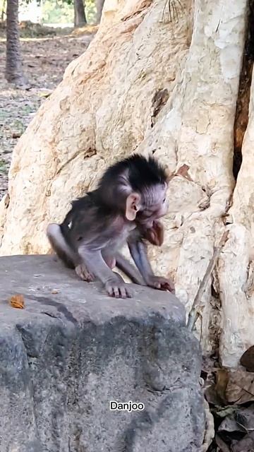 #Monkeys #ASMRMongkey #Monkeyeating #Веселая Обезьяна #Обезьяна ест / #Обезьяны #shorts смотреть онлайн
