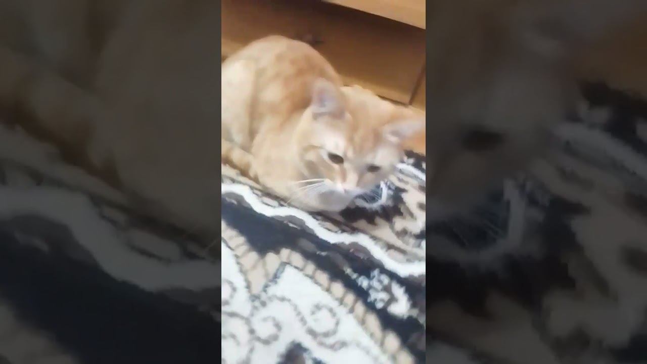 . смотреть онлайн
