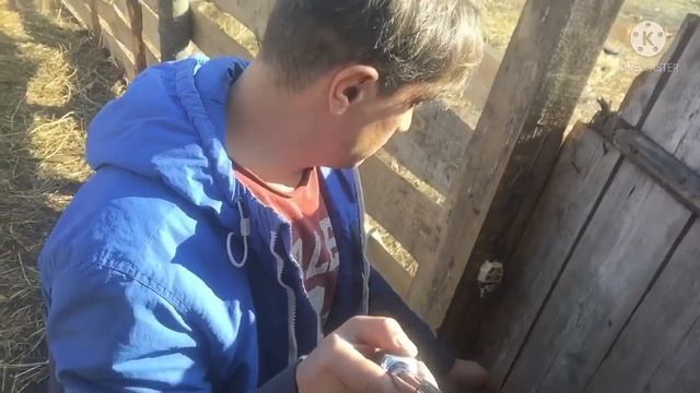Приезд нового домочадца)) и другое ) смотреть онлайн