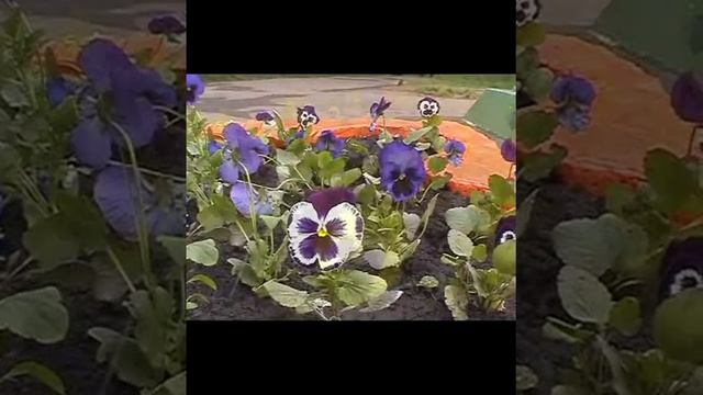 Тамбов, тюльпанный рай смотреть онлайн