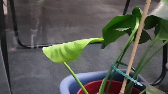 Monstera Tauerii Aug 22 time-lapse part 1 смотреть онлайн