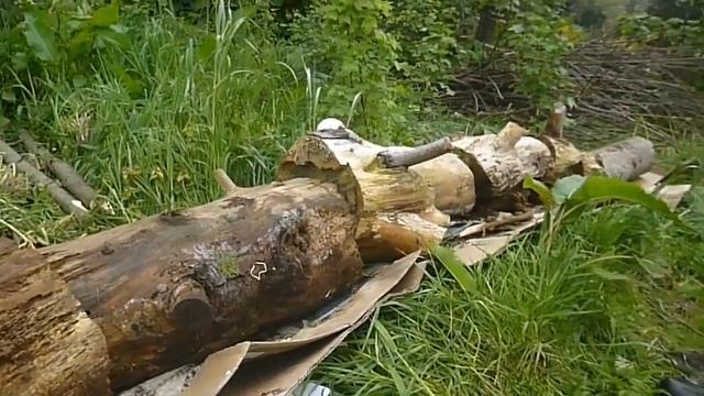 [LOW TECH SOLUTIONS] building a dead hedge with Sycamore and Eucalyptus branches смотреть онлайн