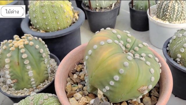 ปัญหาคารูจมูก EP.2 🔎 แคคตัสไม้ด่าง ไม้ CV ไม้ดิฟ ต่างกันอย่างไร ? | by ป๋าโอ่ง Cactus Old Nursery смотреть онлайн