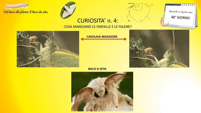 9 - Dal baco alla falena - Nono e ULTIMO video смотреть онлайн