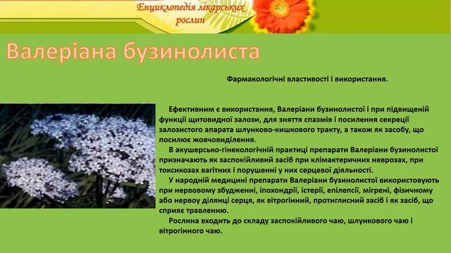 Валеріана бузинолиста смотреть онлайн