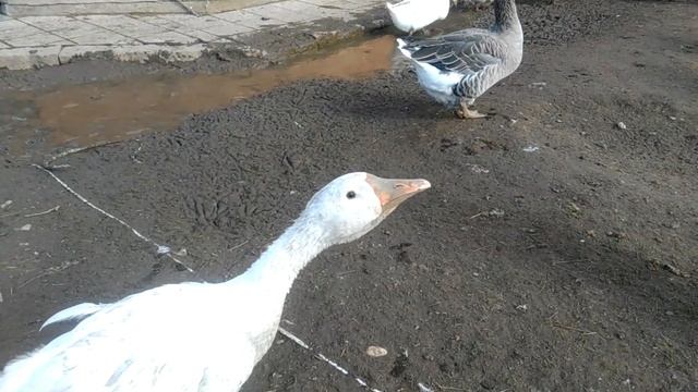 Гусыня Леди Гага на новом месте. смотреть онлайн