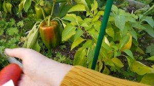 Сорт перца Князь серебрянный 02,09,2023