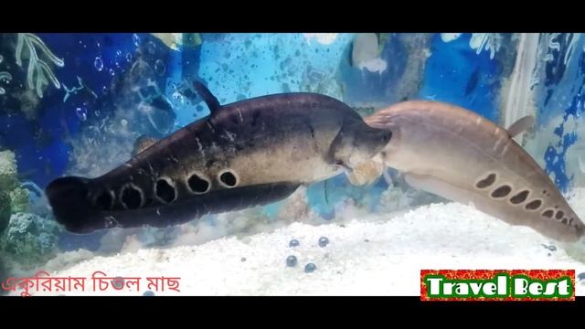 aquarium fish(একুরিয়াম চিতল মাছ) смотреть онлайн