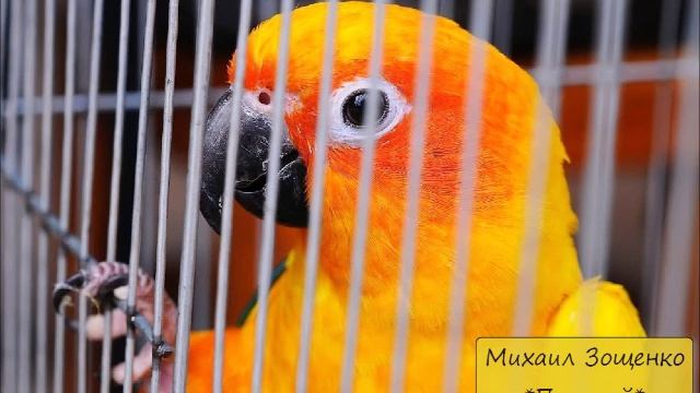 МИХАИЛ ЗОЩЕНКО - "ПОПУГАЙ" смотреть онлайн