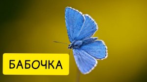 К чему снятся БАБОЧКИ или видеть бабочку ВО СНЕ. Толкование сна.
