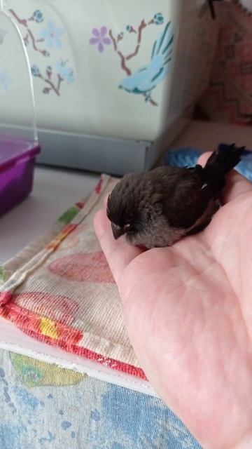 Ручной птенец японской амадины. 1.08.22. смотреть онлайн
