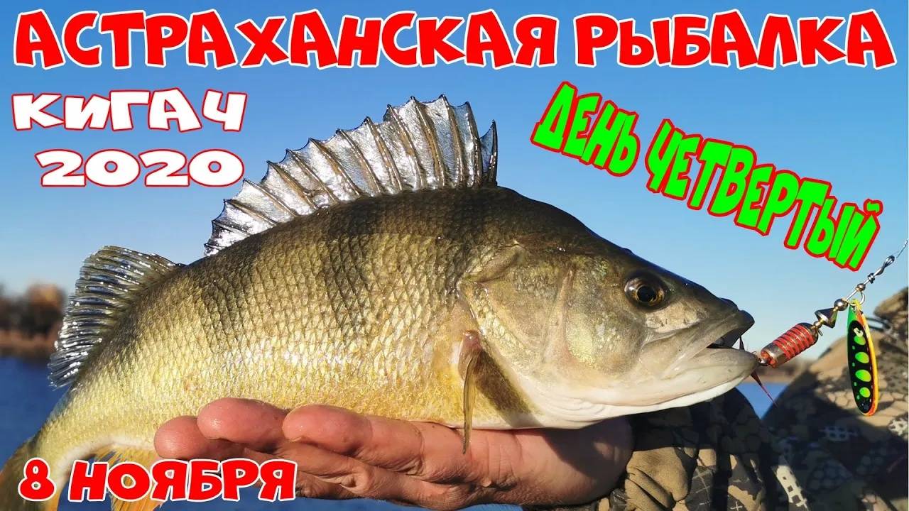 АСТРАХАНСКАЯ РЫБАЛКА. КИГАЧ 2020 НОЯБРЬ