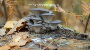 Какие грибы из семейства вешенки встречаются в наших лесах