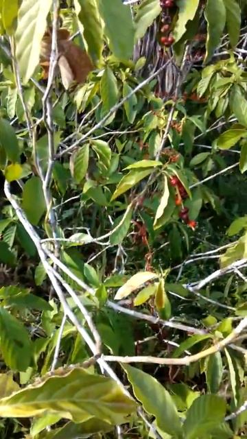Psychotria viridis chacruna смотреть онлайн