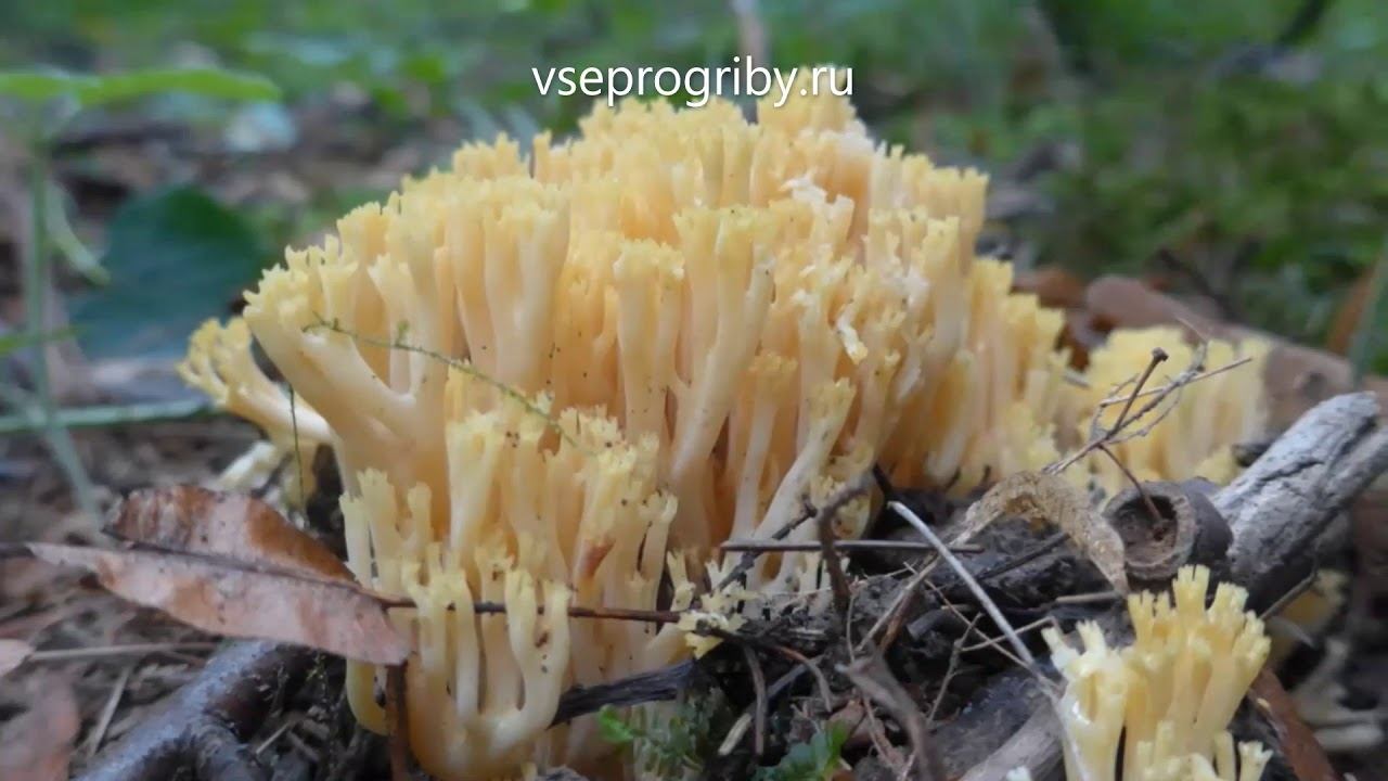 Какие грибы из семейства рамариевых встречаются в наших лесах смотреть онлайн