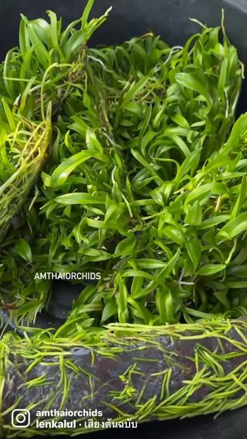 Compot Dendrobium Orchids #orchid #dendrobium #wholesale #vanda смотреть онлайн