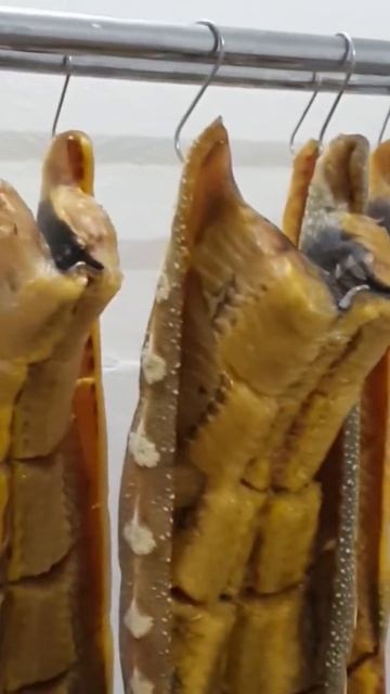 Дикий мир наших костей