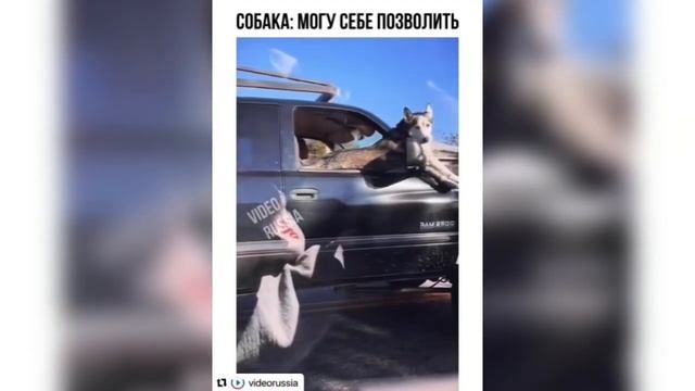 Я РЖАЛ ДО СЛЕЗ | ПОДБОРКА ОТБОРНЫХ ПРИКОЛОВ 2022 | Ноябрь смотреть онлайн