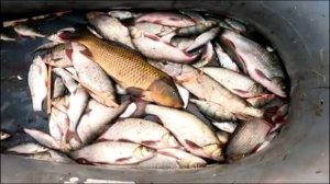 ВОТ ЭТО СУПЕР РЫБАЛКА!!! ВЕСЕННЯЯ РЫБАЛКА ПАУЧКОМ!