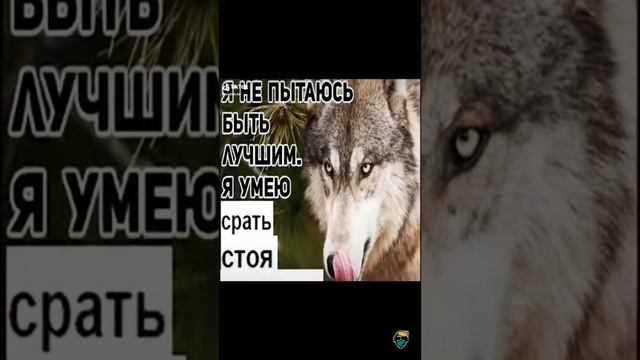 Цитаты ВОЛКА☝🏼 смотреть онлайн