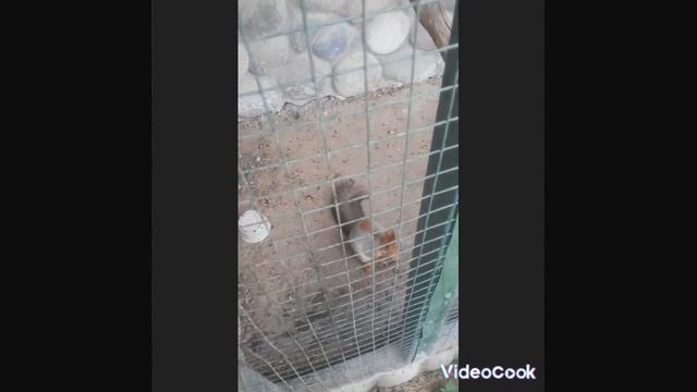 Уделеное создание , белка смотреть онлайн