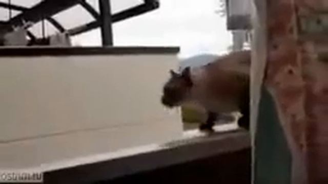 Neudachnyj pryzhok kota смотреть онлайн