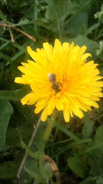 Earth bee on a dandelion / Земляная пчела на одуванчике #shorts смотреть онлайн