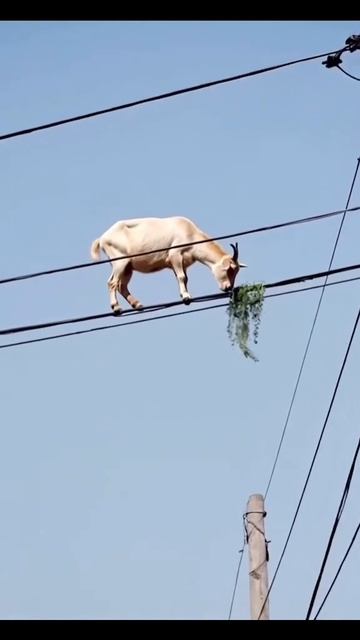 В Бразилии коза забралась на линию электропередач, чтобы съесть выросшую там траву. смотреть онлайн