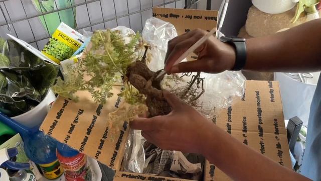175: Plant Mail📮| Unboxing A Wishlist Plant | I Love🤍Caudiciforms! смотреть онлайн
