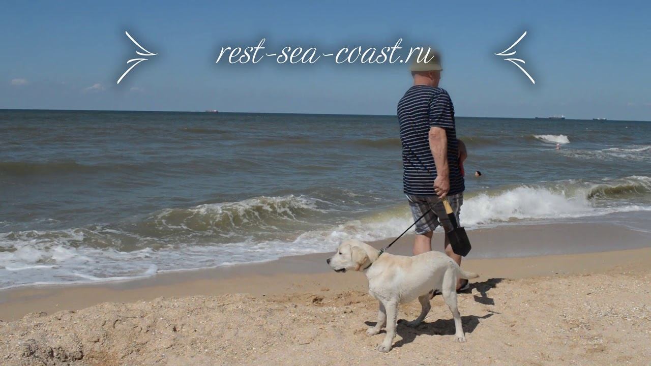 Собаки на отдыхе в Голубицкой смотреть онлайн