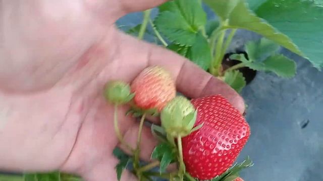 Верді, новинка з Голандії( вибачте за звук ...) смотреть онлайн