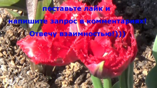 ВЗАИМНАЯ ПОДПИСКА!!! смотреть онлайн