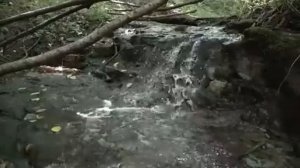 13-04-2025 Матрица Гаряева по Женской Гинекологии.