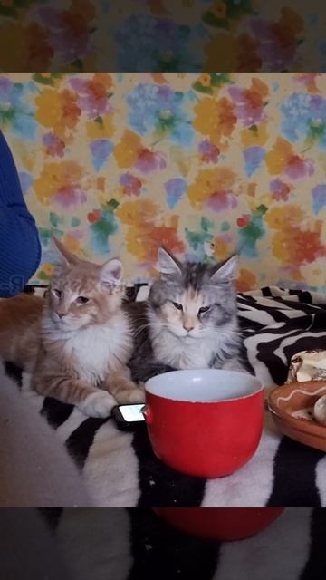 Наши котики, Энерджайзер и Валенсия!😻💕 смотреть онлайн
