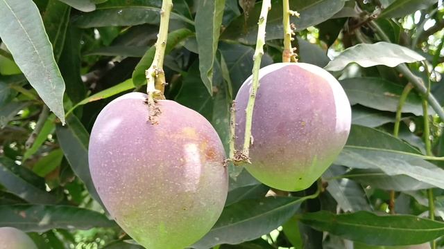 देखिये अरुणिका और अम्बिका आम /Original Mango Plant Available Co No 👉 9219263385 смотреть онлайн